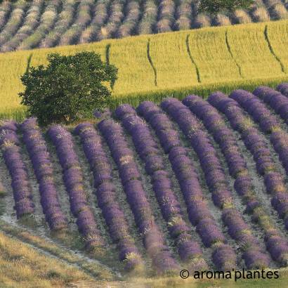 Distillerie Aroma'Plantes