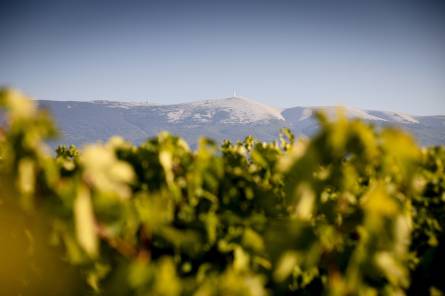 Dégustation et visite du chai de biodynamie de la cave Terraventoux