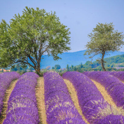 Un week-end au pays de la lavande