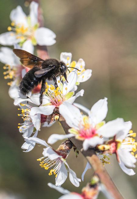 Abeille et fleur d'amandier