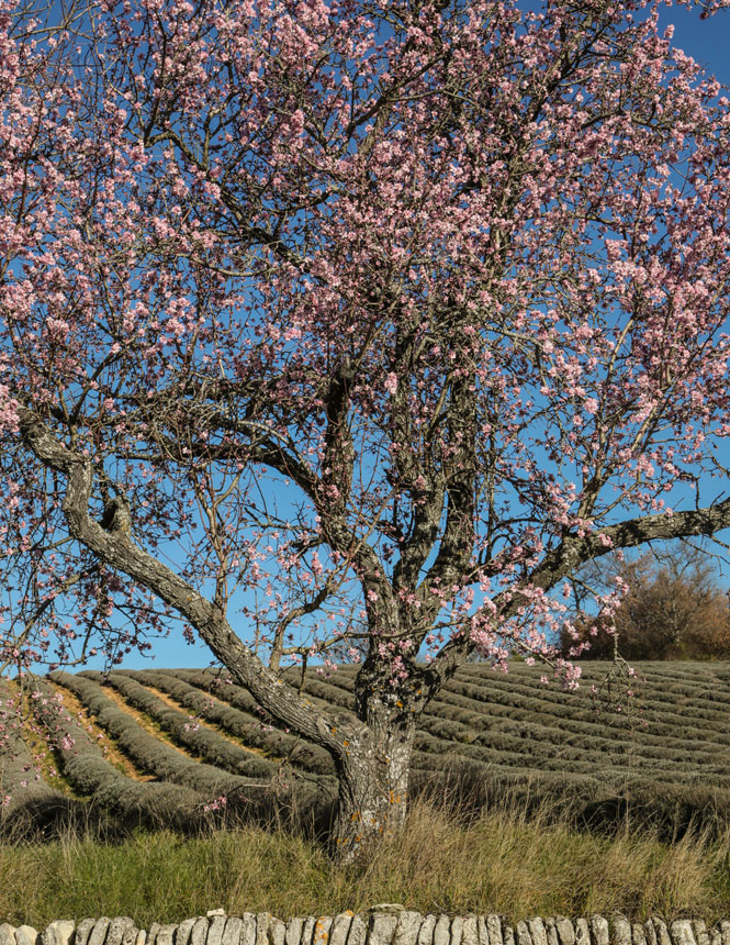 Amandier en Luberon