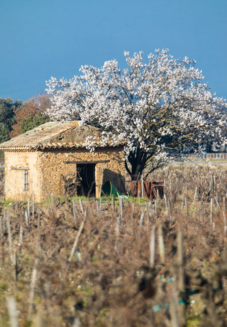 Amandier dans les vignes