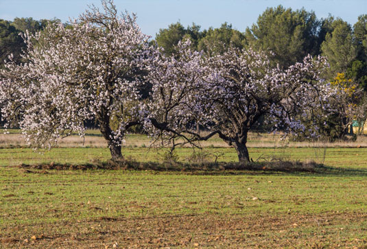 Amandier en Luberon