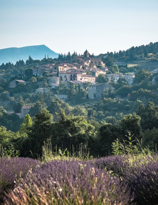 Aurel et lavande en Provence