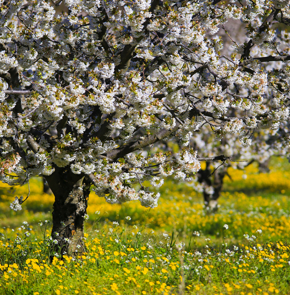 Champ de cerisiers en Vaucluse