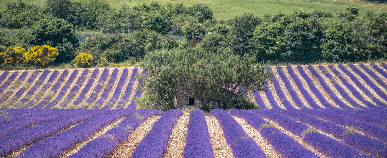 Champ de lavande © Verneuil