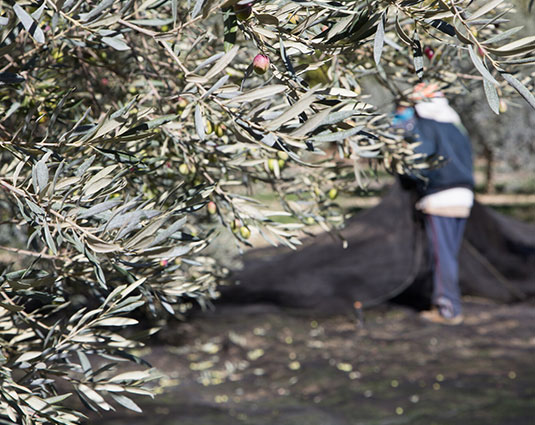 Cueillette de l'olive en Vaucluse