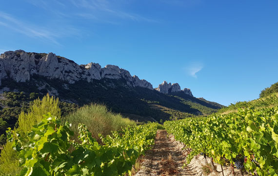 Vignobles de Dentelles de Montmirail @ Maisonnave