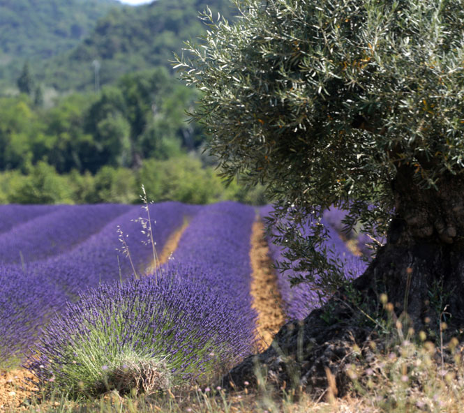 Lavande de l'Enclave des Papes