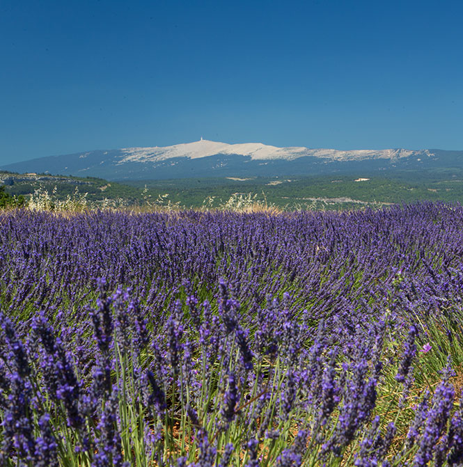 lavande et Ventoux