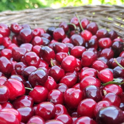 Eco-cueillette antigaspi des cerises en Vaucluse