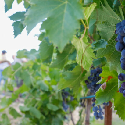 « Grappillade » de Muscat du Ventoux