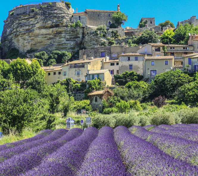 Lavande à Saignon