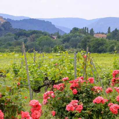 Les vignobles du Luberon